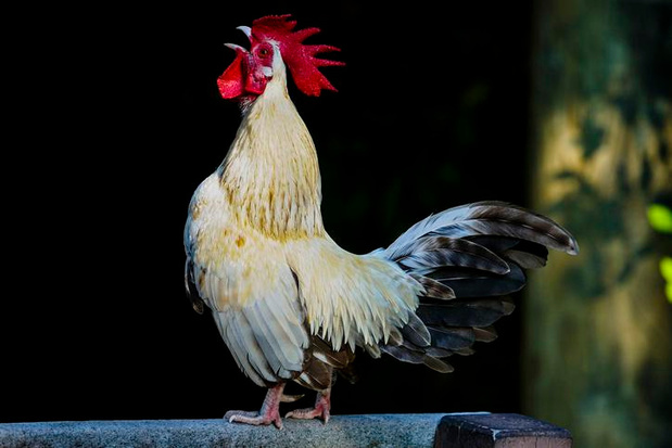 Tombé de la trousse. Chante mon coq, chante